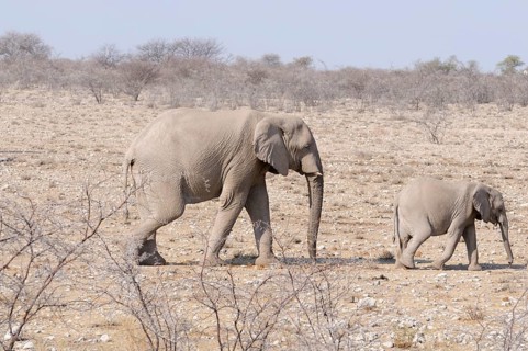 African Elephant (Loxodonta africana) with a calf