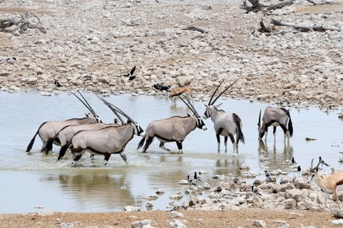 Gemsboks (Oryx gazella) at a waterhole