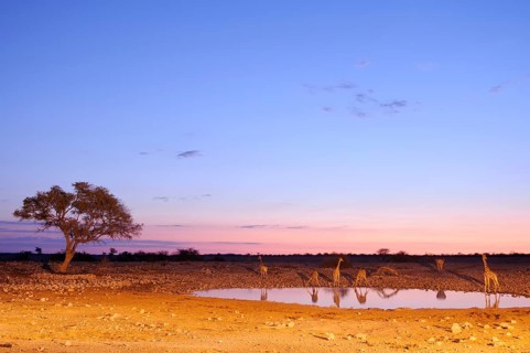 Giraffes (Giraffa camelopardalis) at the waterhole at dusk