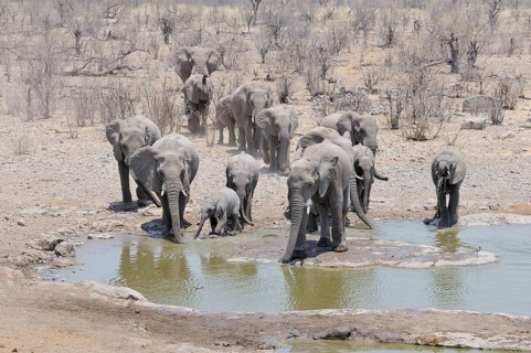 Herd of African Bush Elephants (Loxodonta africana) at Moringa Waterhole