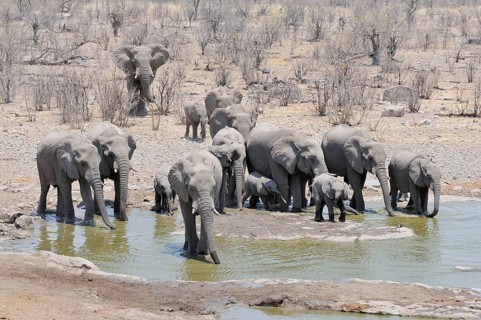 Herd of African Bush Elephants (Loxodonta africana) at Moringa Waterhole