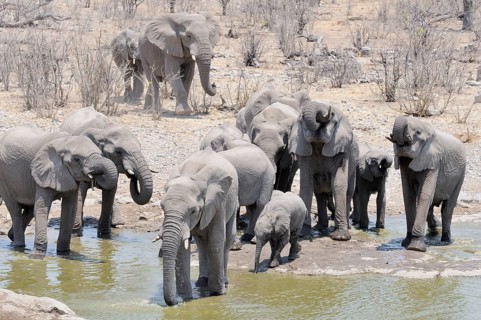 Herd of African Bush Elephants (Loxodonta africana) at Moringa Waterhole