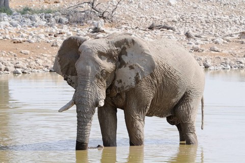 African Bush Elephant (Loxodonta africana) at a waterhole