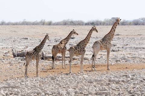 Giraffes (Giraffa camelopardalis) standing at the Okaukuejo waterhole