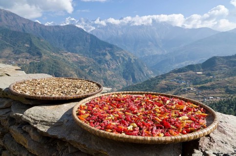 Red chillies on a wooden plate drying in the sun
