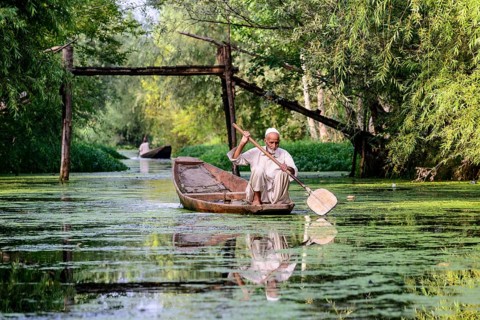 A man paddeling in a shikara boat on a canal near Dal Lake