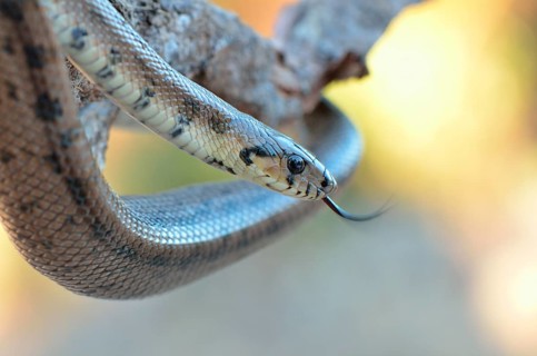 Ladder Snake (Rhinechis scalaris)