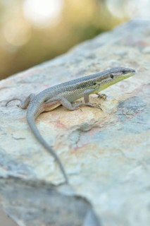 Large Psammodromus (Psammodromus algirus)