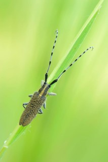 Golden-bloomed grey longhorn beetle (Agapanthia villosoviridescens)