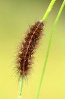 White Ermine (Spilosoma lubricipeda)