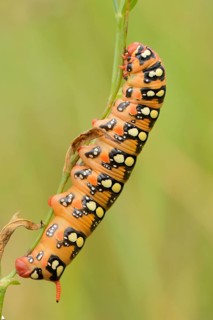 Caterpillar of the Spurge Hawk-moth (Hyles euphorbiae) climbing on a blade of grass