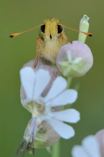 Silver-spotted Skipper