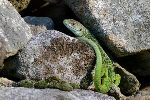 Western Green lizard (Lacerta bilineata)