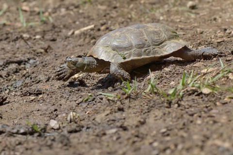 Spanish pond turtle (Mauremys leprosa)