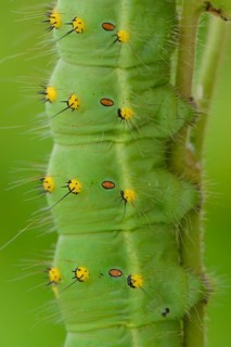 Southern Emperor Moth (Saturnia pavoniella)