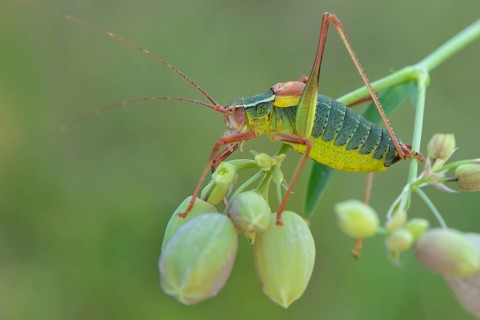 Southern Saw-tailed Bush-cricket