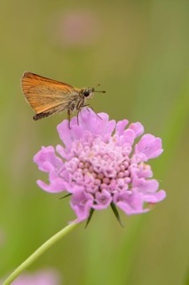 Essex Skipper or European Skipper (Thymelicus lineola) on the inflorescence of a Dove Pincushion Flower (Scabiosa columbaria)