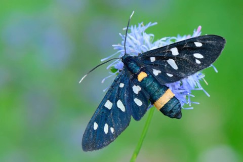 Nine-spotted moth (Amata phegea)