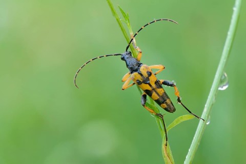 Spotted Longhorn beetle (Rutpela maculata)