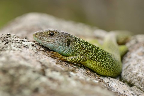 Western Green lizard (Lacerta bilineata)