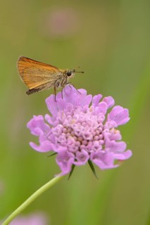 Essex Skipper or European Skipper (Thymelicus lineola)