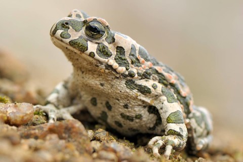 Green Toad (Bufo viridis)