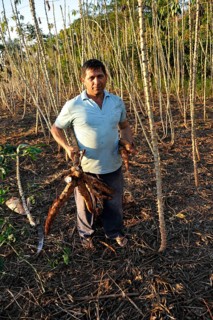 Farmer harvesting cassava or manioc roots