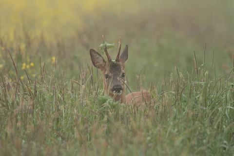 Roe deer (Capreolus capreolus)