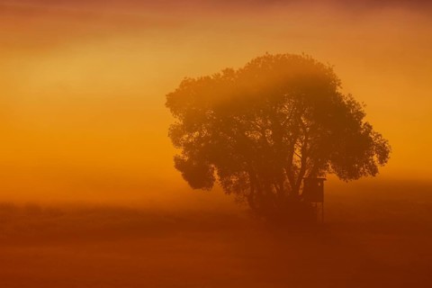 Raised hide in the morning fog at sunrise