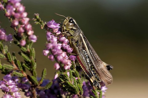 Large Marsh Grasshopper (Stethophyma grossum)