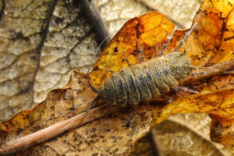 Waterlouse (Asellus aquaticus)