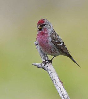 Common Redpoll (Carduelis flammea) adult male