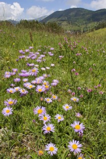 Alpine Aster (Aster alpinus) flowering