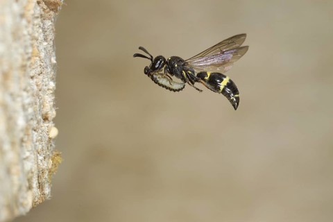 Willow Mason-wasp (Symmorphus bifasciatus)