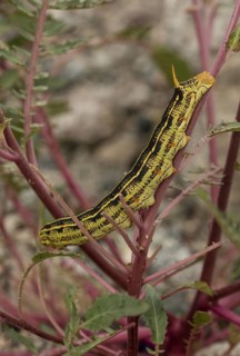 White-lined sphinx (Hyles lineata) caterpillar