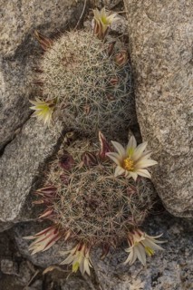 Strawberry cactus or coast fishhook cactus (Mammillaria dioica) in flower