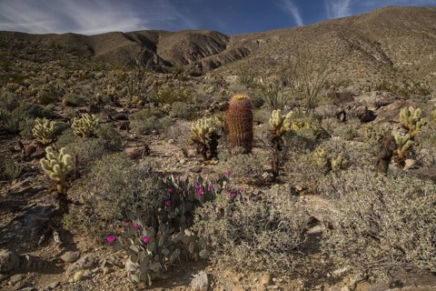 Cactus-rich slope