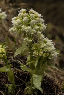 White Butterbur (Petasites albus) in flower
