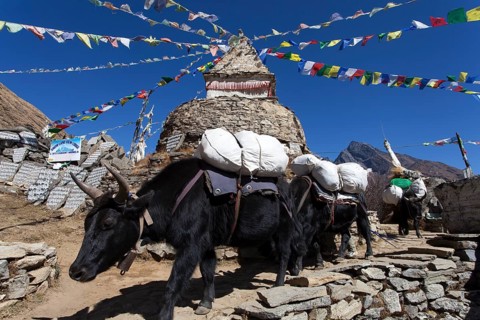 Yaks (Bos mutus) in front of a Buddhist stupa with prayer flags