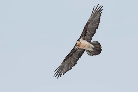 Bearded Vulture