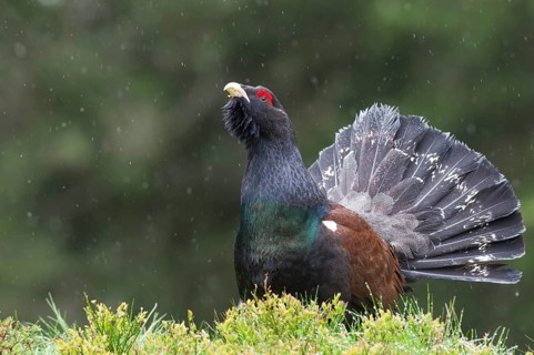 Western Capercaillie or Wood Grouse (Tetrao urogallus)