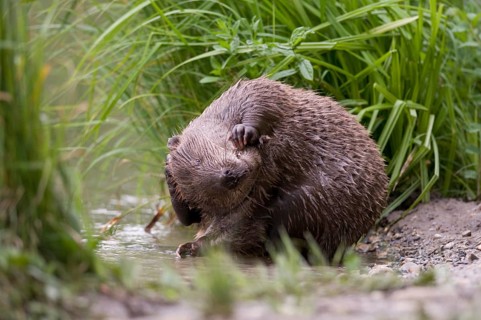European Beaver (Castor fiber) grooming its fur