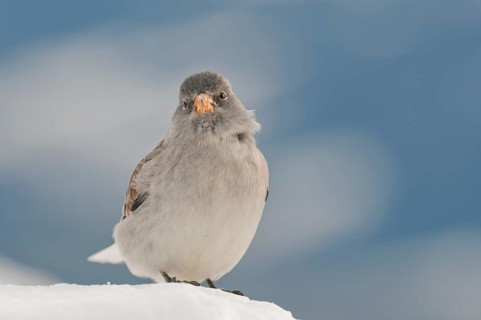 Snowfinch (Montifringilla nivalis) in winter