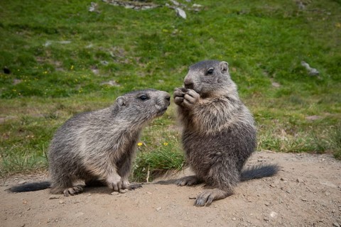 Alpine Marmots (Marmota marmota)