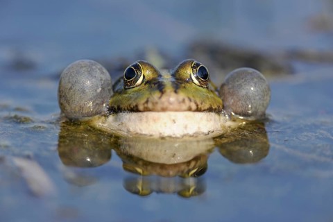 Pond Frog or Edible Frog (Rana esculenta)