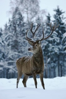 Red Deer (Cervus elaphus)