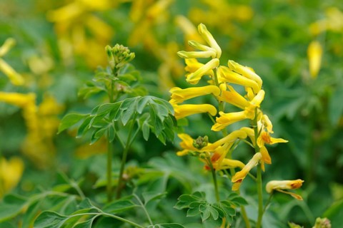 Yellow Corydalis (Corydalis lutea
