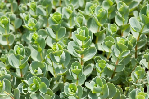 Pink Mongolian Stonecrop (Sedum ewersii)