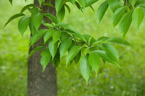 Hardy Rubber Tree (Eucommia ulmoides)