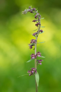 Dark Red Helleborine or Royal Helleborine (Epipactis atrorubens)